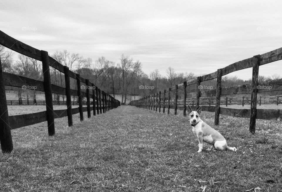 Fence, Dog, Grass, No Person, Mammal