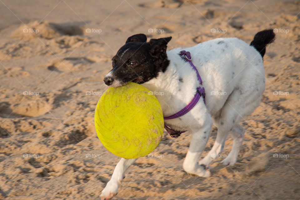 Frisbee dog