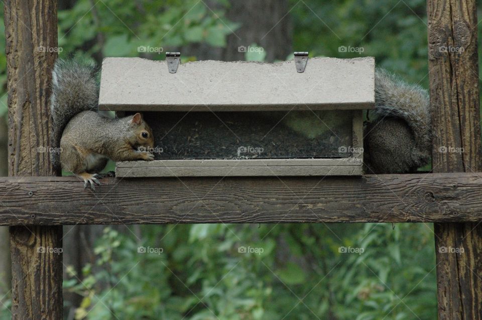 Squirrel Feed