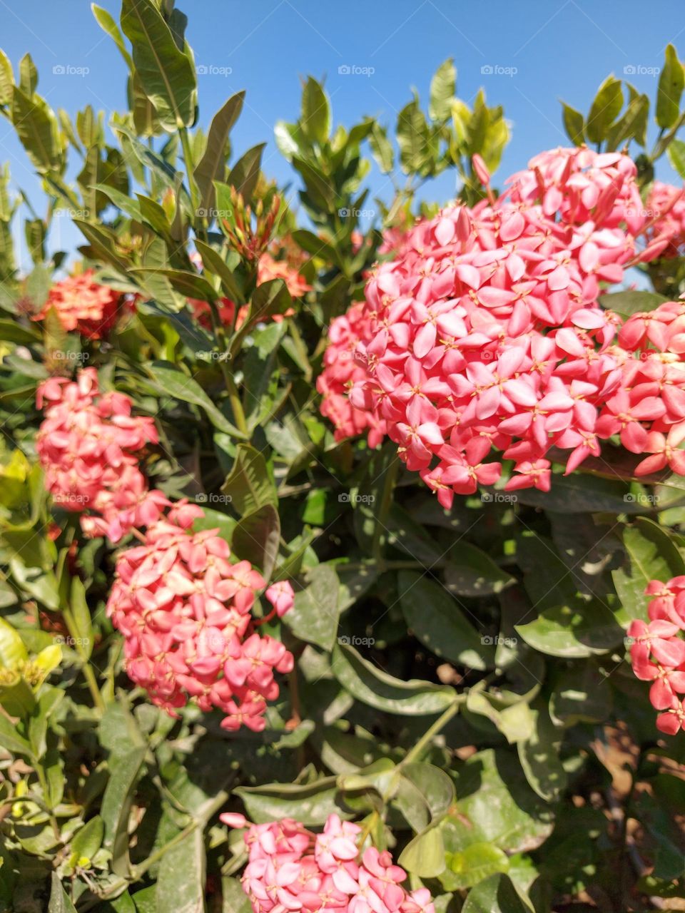 Ixora flowers