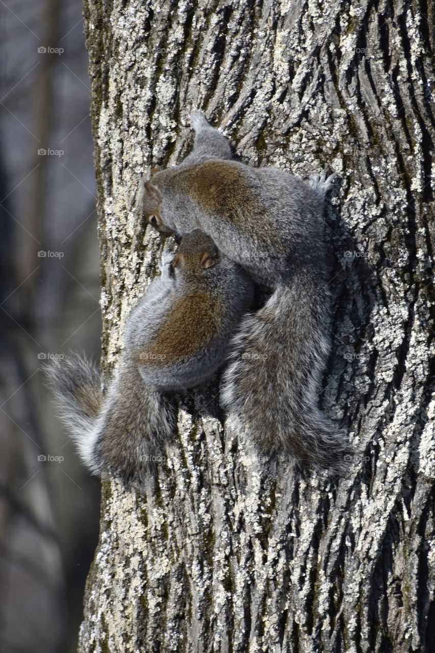 Cute, pain in the neck squirrels