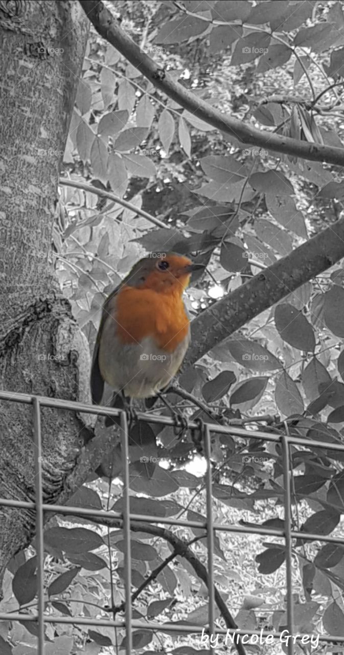 robin