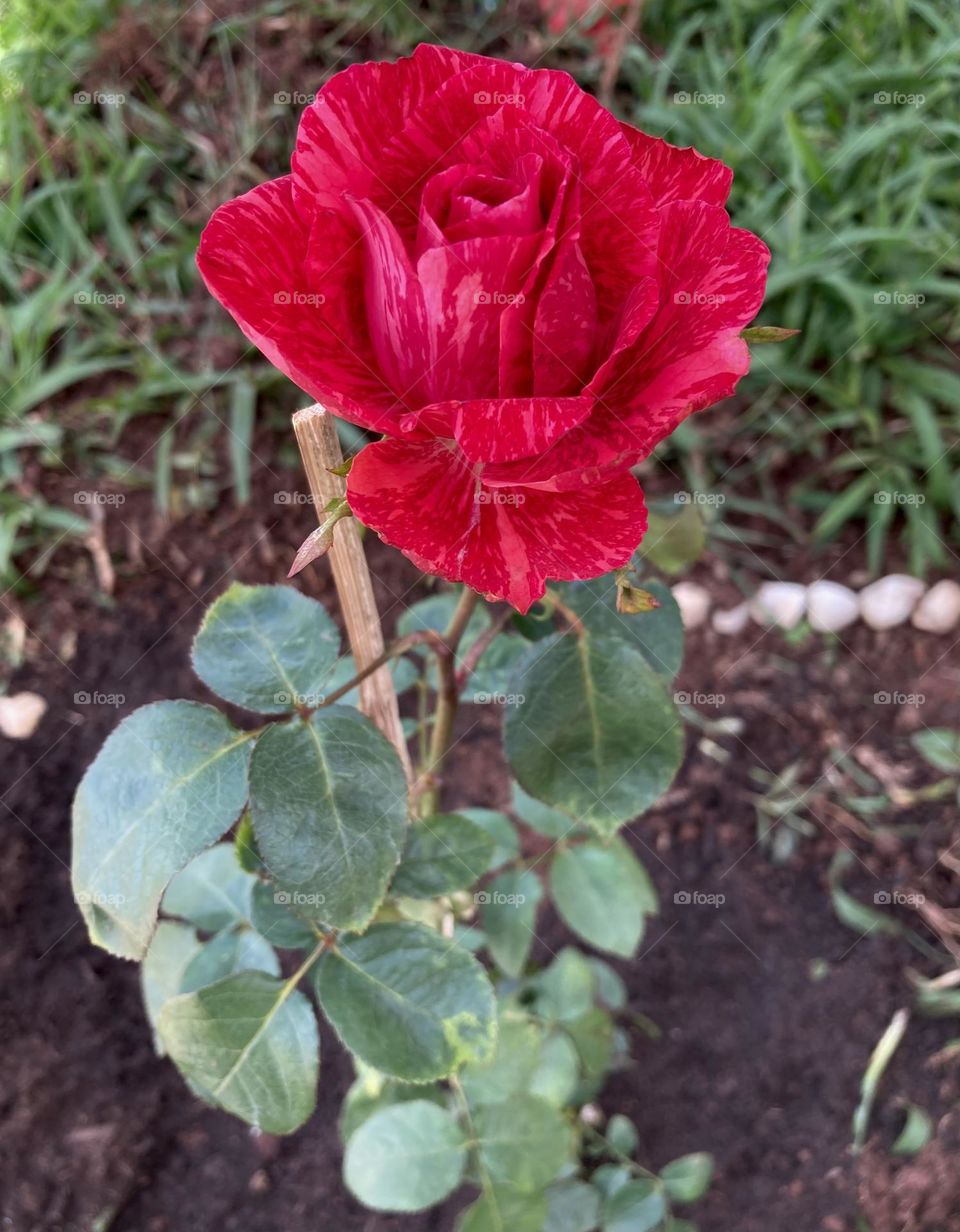 🌹 🇺🇸 Very beautiful flowers to brighten our day.  Live nature and its beauty. Did you like the delicate petals? / 🇧🇷 Flores muito bonitas para alegrar nosso dia. Viva a natureza e sua beleza. Gostaram das pétalas delicadas? 