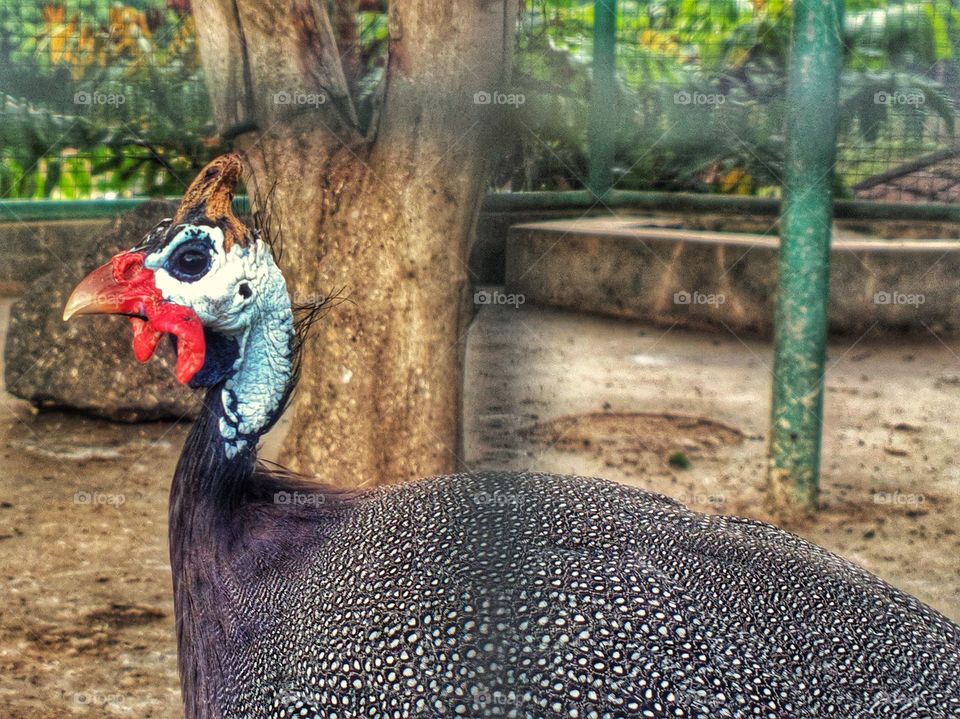 Pearl Guiena Bird, at Sri Tirta Kahuripan Resort and Agrowisata Purwakarta.