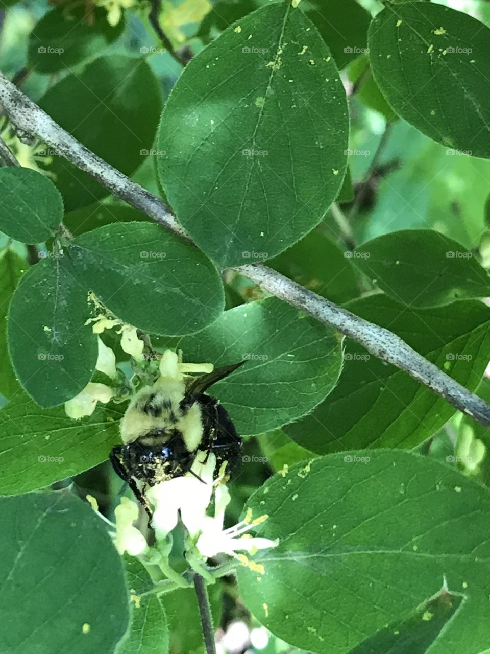 Closeup on a bumblebee