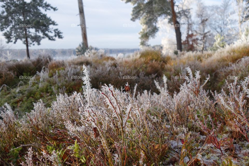 Frozen winter plants