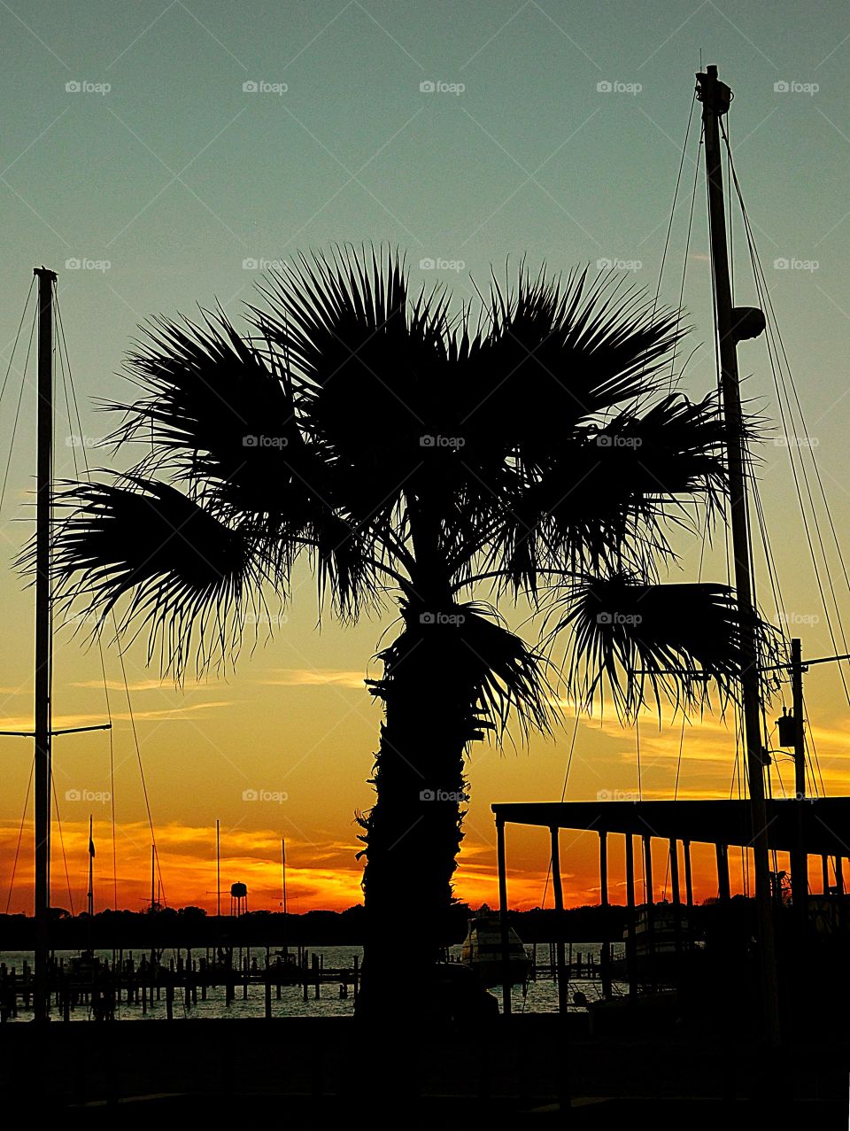 Palm tree silhouette at the Marina