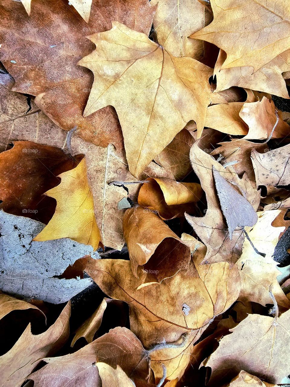 Fallen leaves of different shades of brown decorated the ground in Autumn. These leaves decompose and become nutrients for the soil allowing new life to sprout in spring.