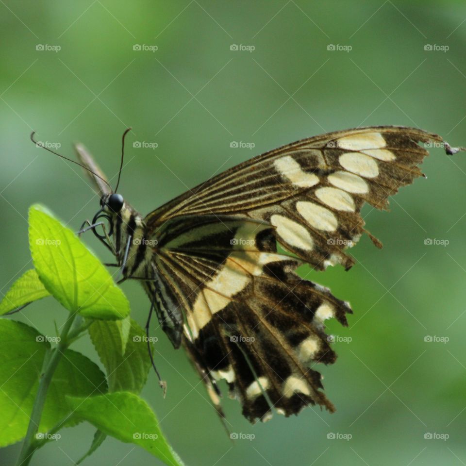 Butterfly, Insect, Nature, Wildlife, No Person