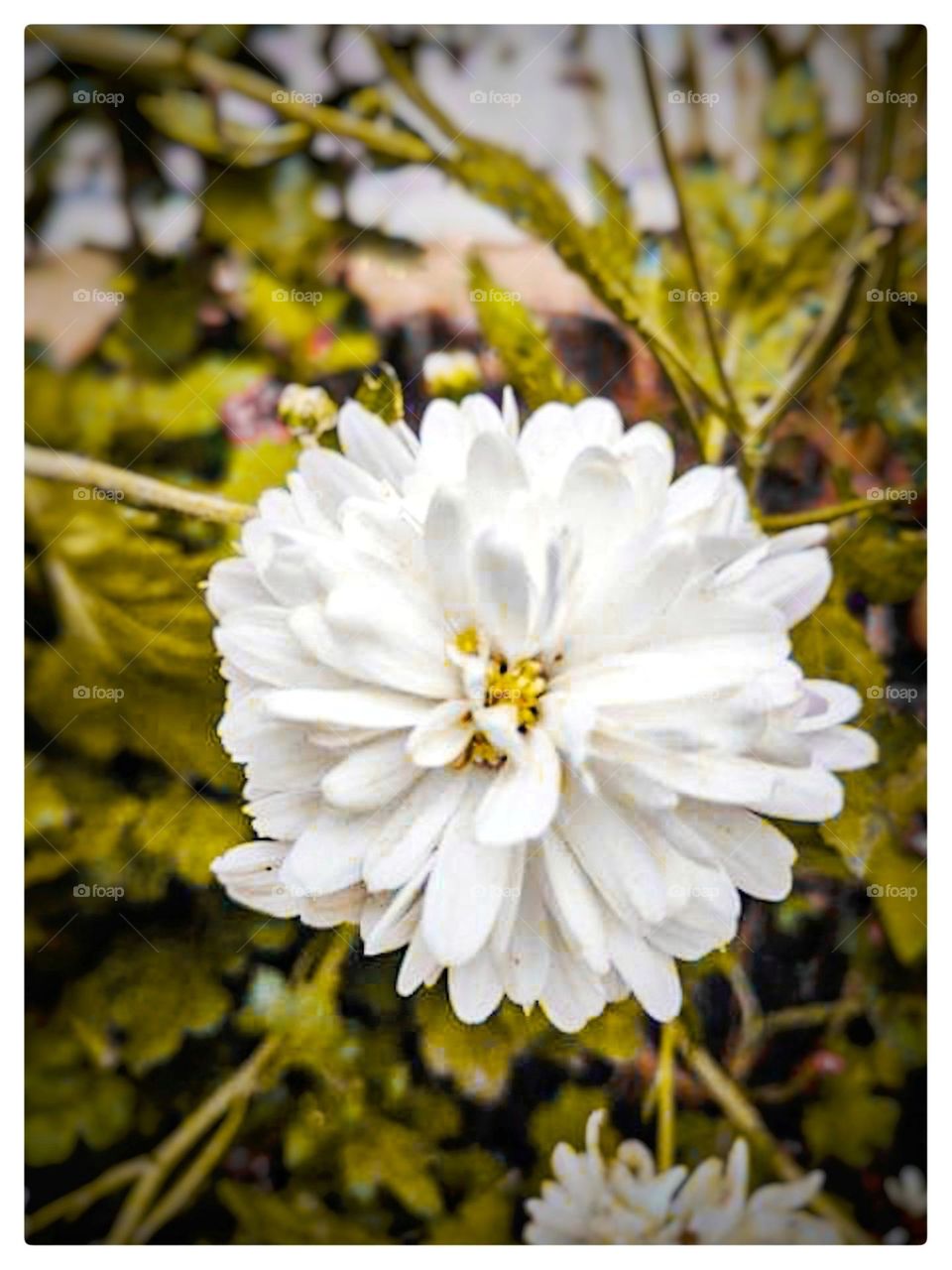 nutur lover weird flower's and beautiful flowers 🌻