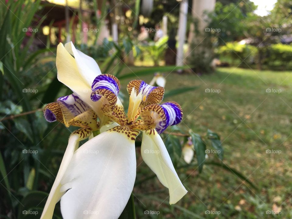 Orquídea 