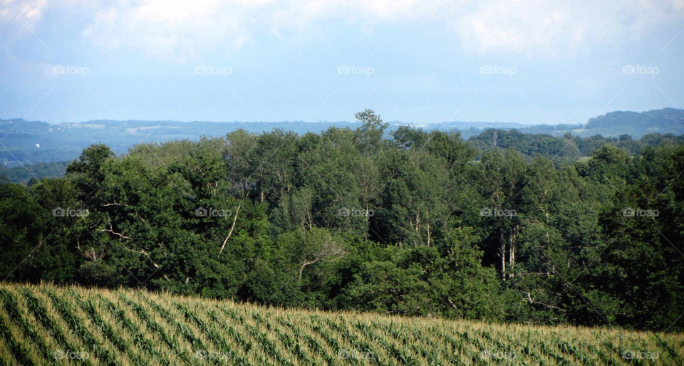 sky clouds trees corn by miowan