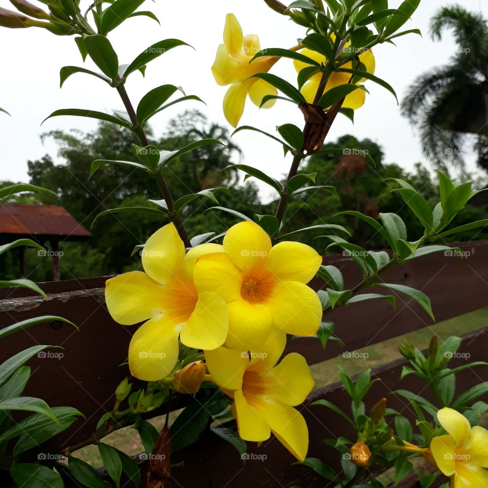 Allamanda is an ornamental plant which is also reffered to as golden trumpet flower, yellow bell flower or buttercup flower.