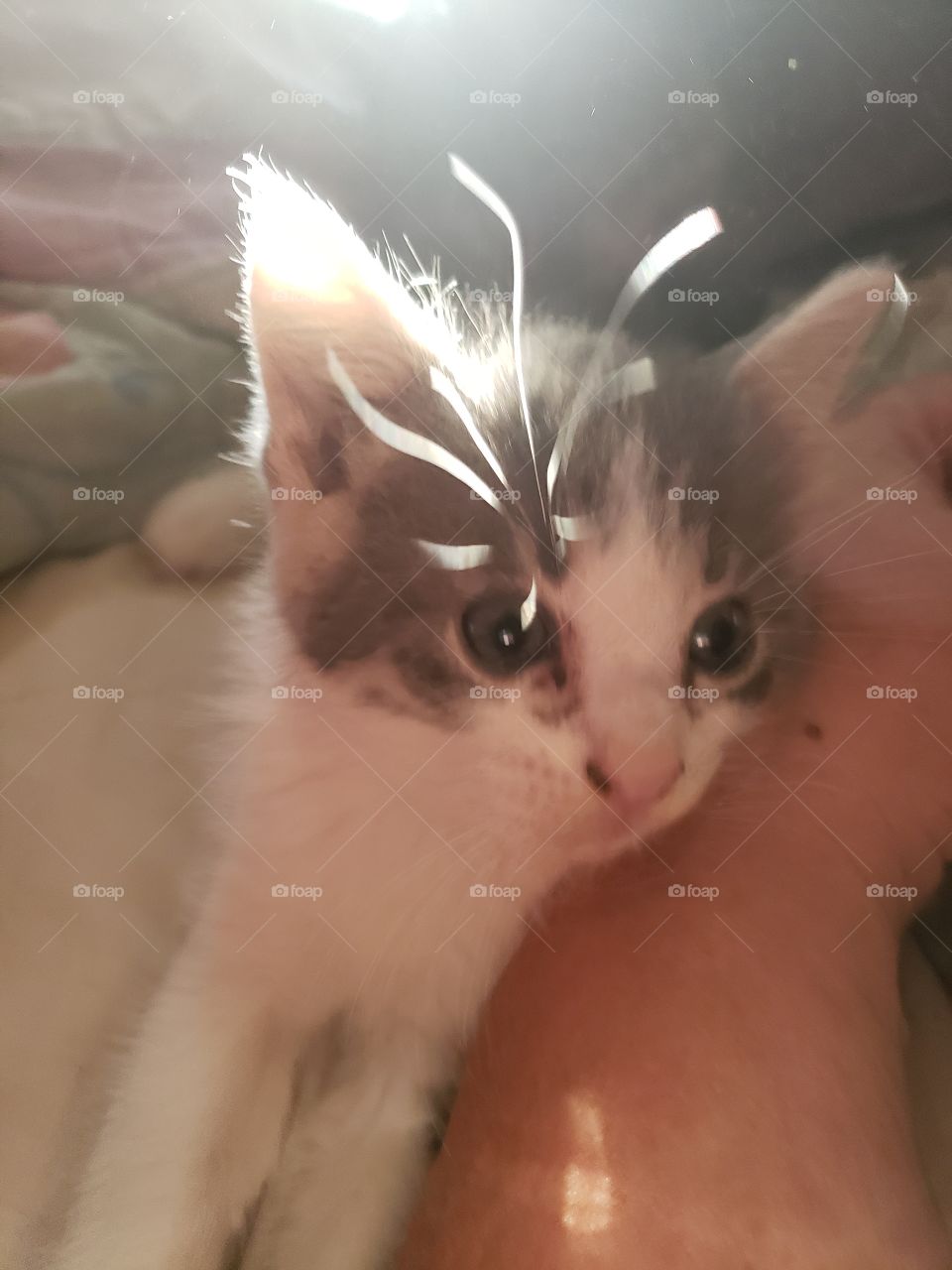 kitten light
