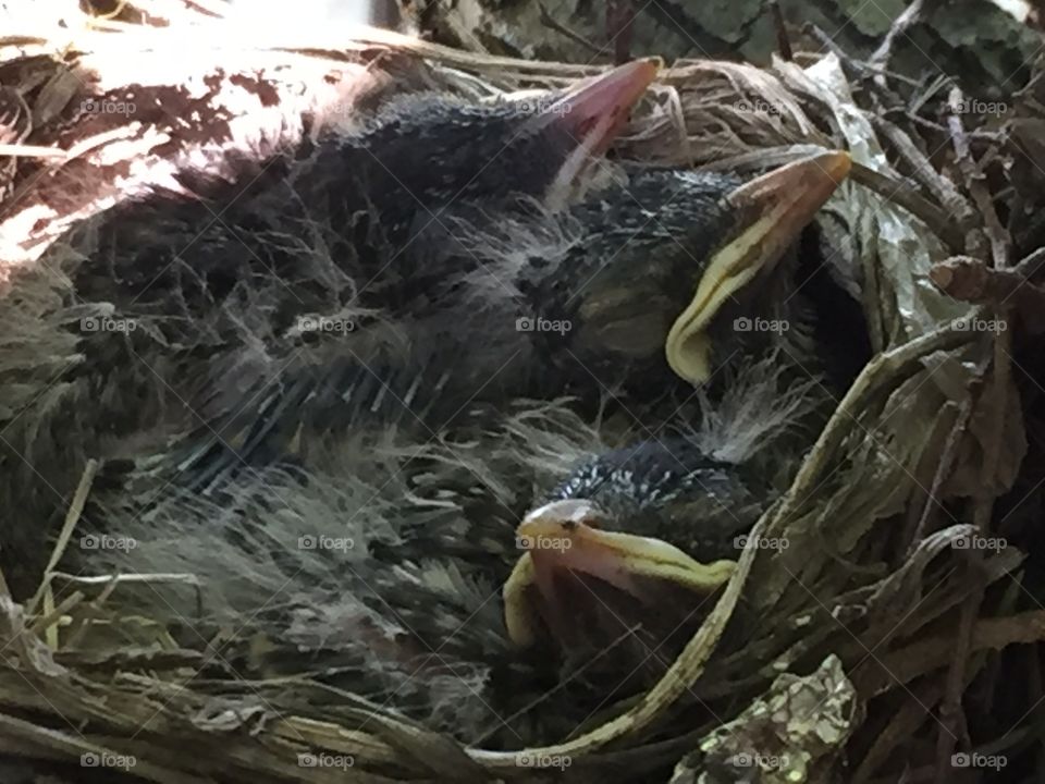 Baby birds