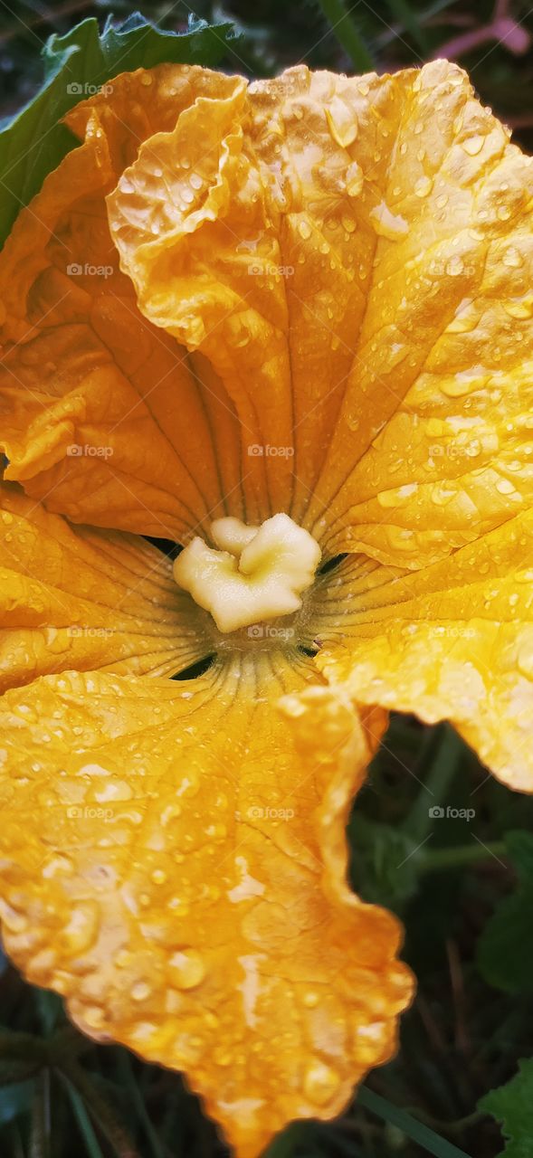 pumpkin flower