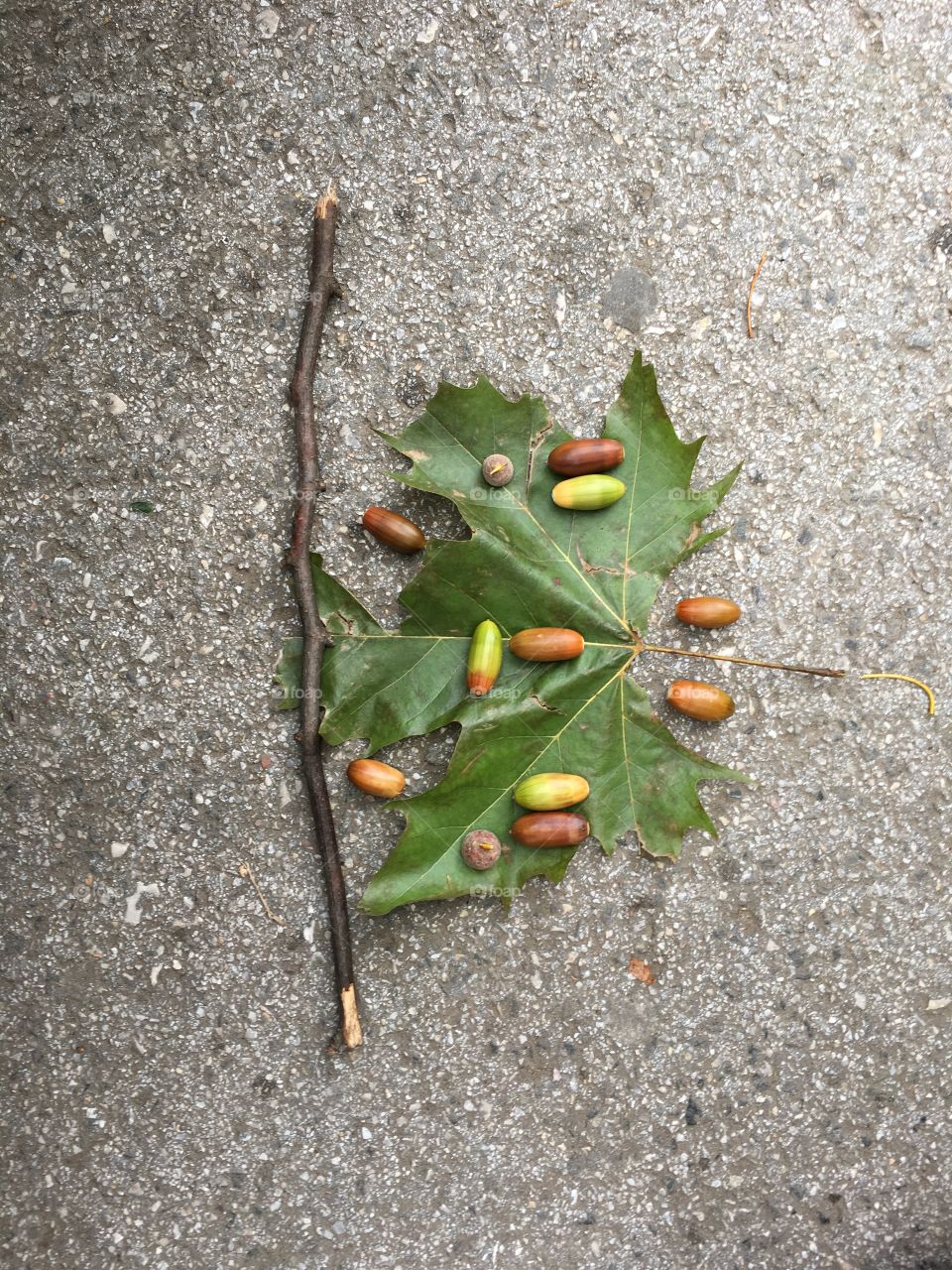 Acorns and autumn leaves