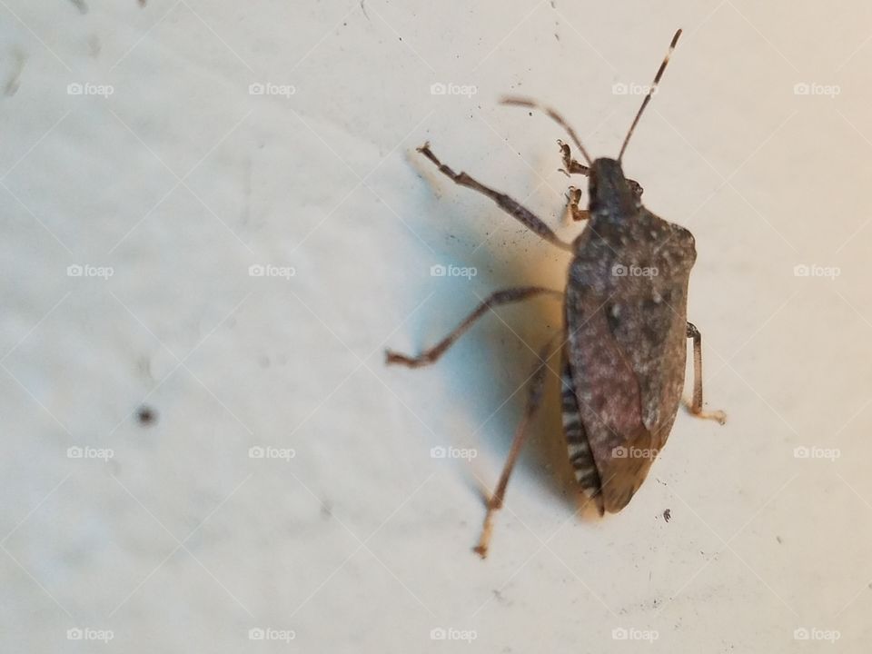 stink bug climbing a wall