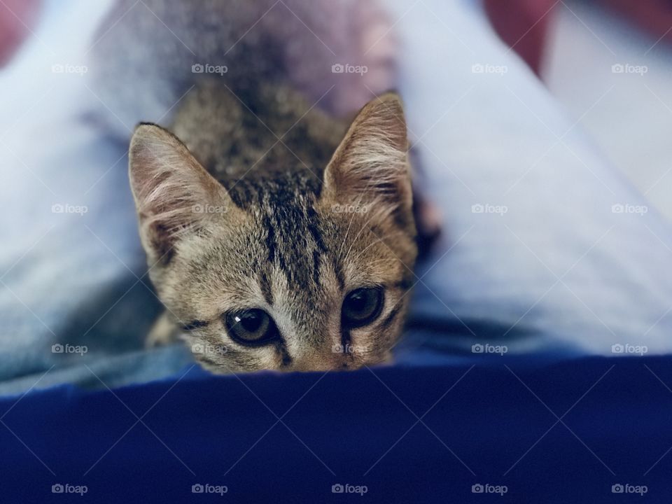 Playing with kitty 🐱