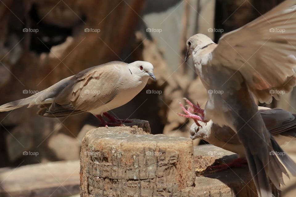 Dove on a wooden pole