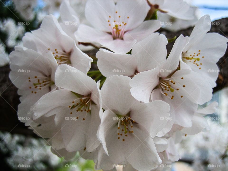 Cherry blossoms