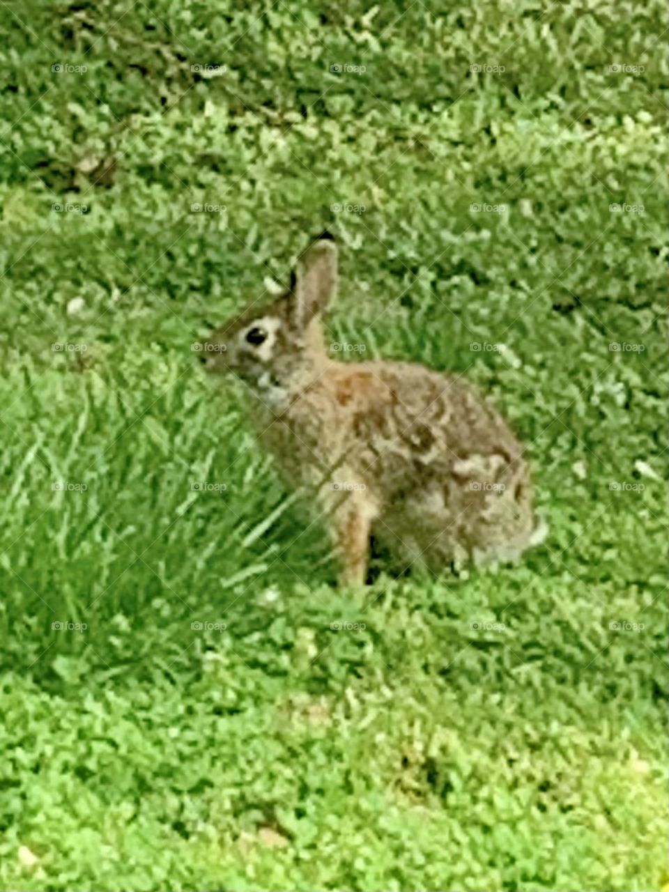 Spring rabbit 