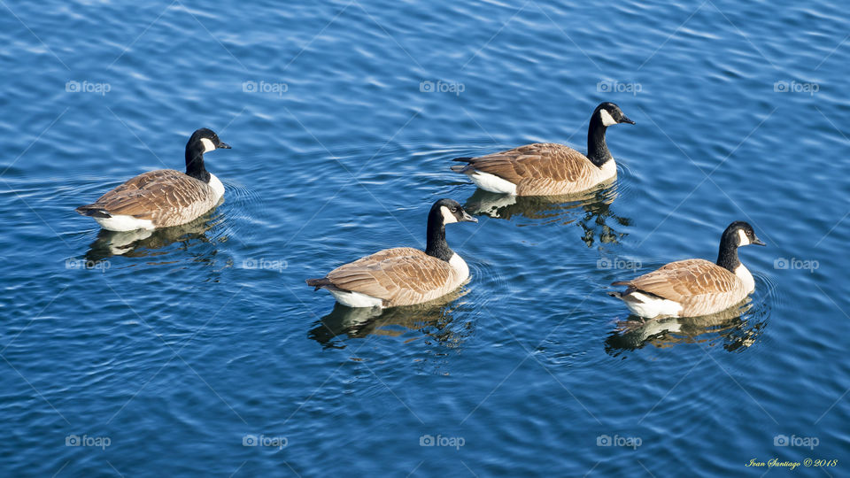 4 ducks swimming