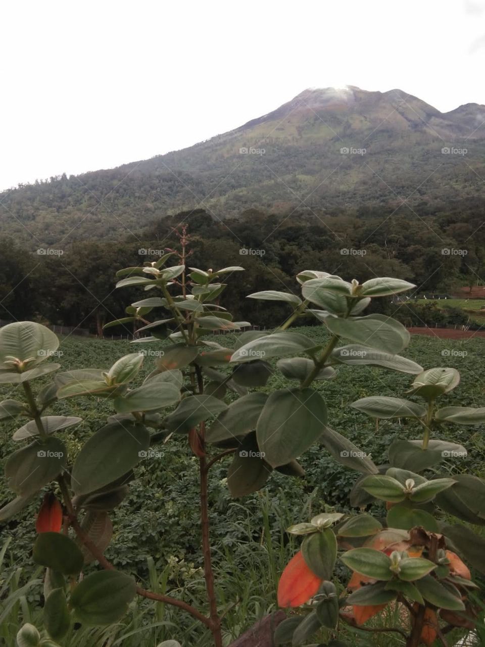 mountain volcano - malang-east java