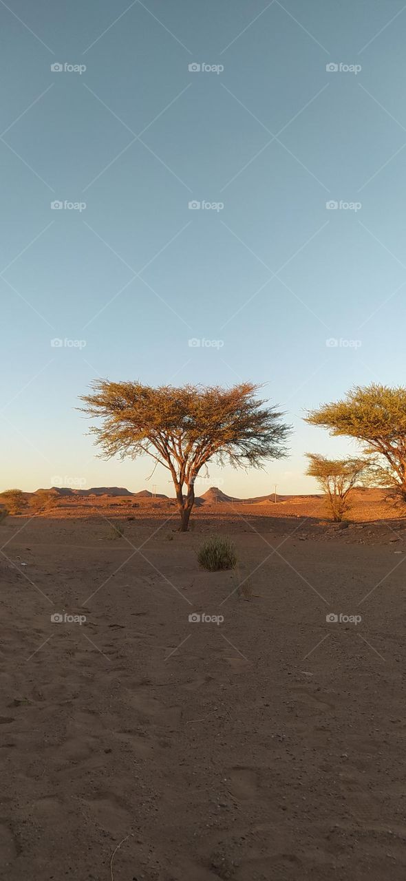 nice view of sunset . desert