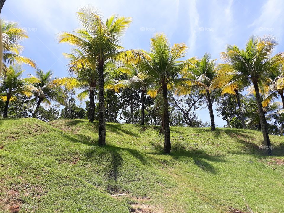 Coconut trees   -   Coqueiros