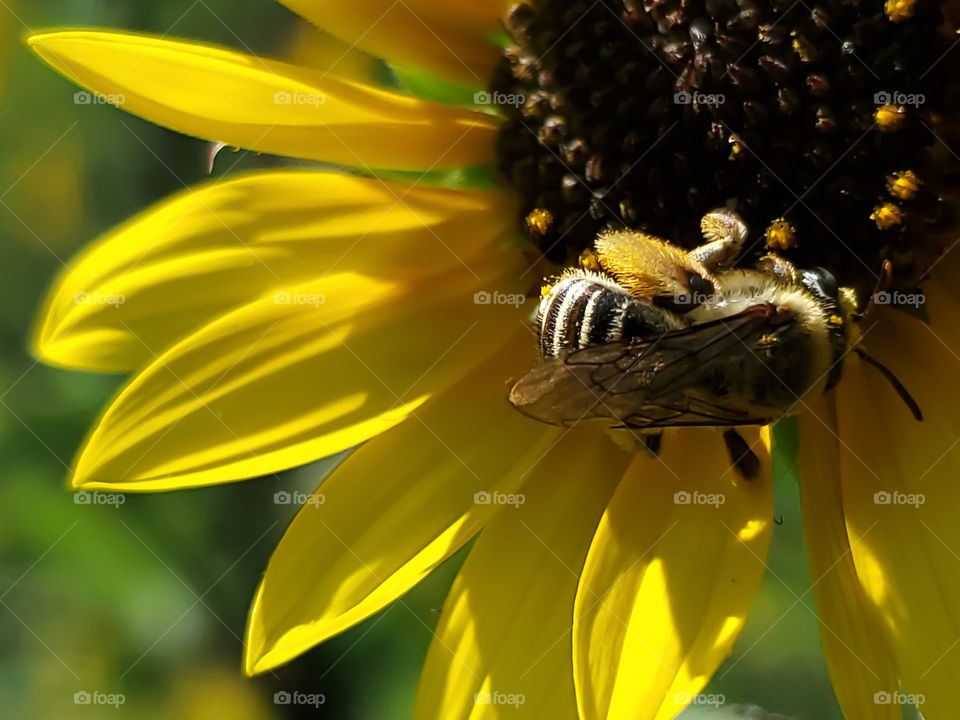 A bee pollinating sunflower on bright sunny summer day.