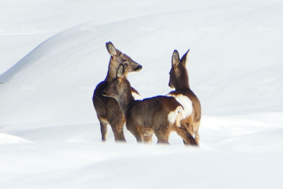 Roedeer in the snow and sunshine.