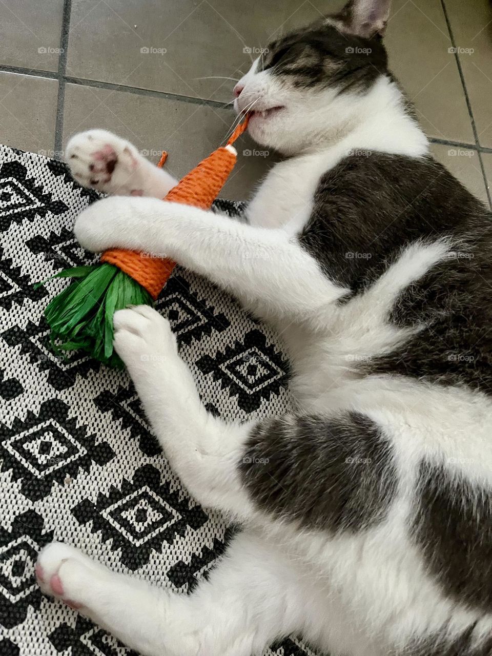 Keops frolics with his favorite carrot 🥕 toy. His silky fur gleams in the sun, and his eyes sparkle with joy. He's in full swing, his paws and tail wagging excitedly.