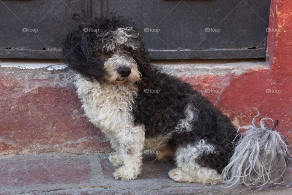 Cute Dog Seated On The Sidewalk
