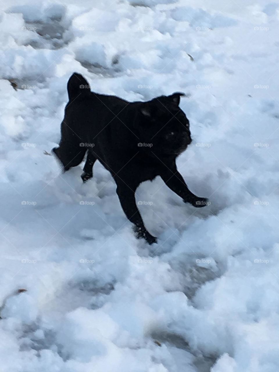 Black Pug on White Snow