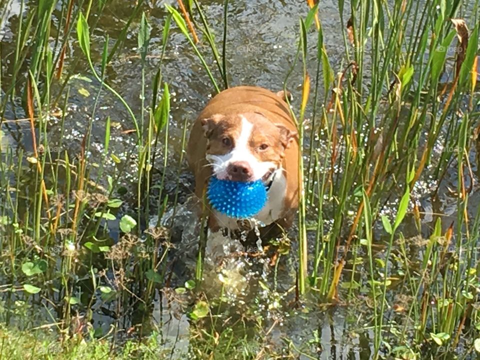 Pitbull swimming in a pond