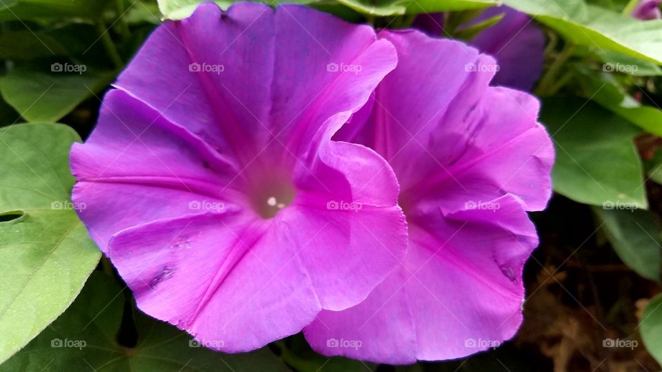 Purple flowers