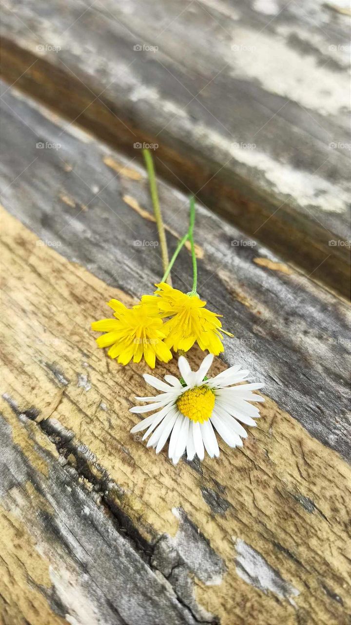 Whether it's an old love or falling in love, it's the intentions and feelings themselves that count🩶 Flowers on the old picnic table