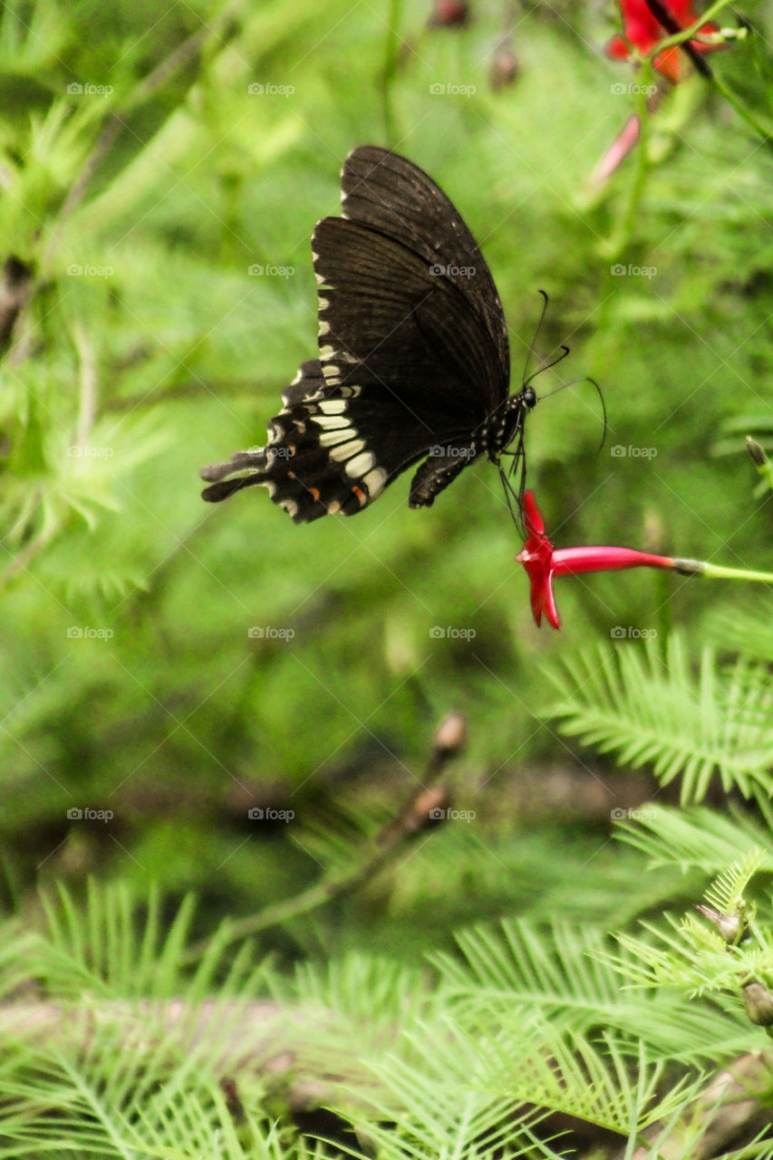 photography of butterfly. Amazing Photography of flying butterfly. Flying butterfly. Images of butterfly with green colour background