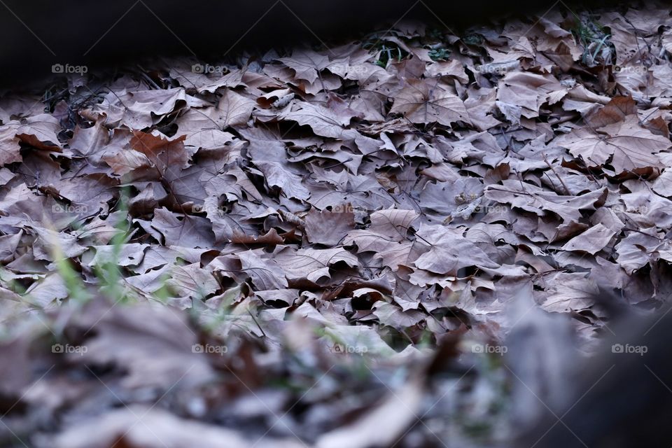Old fallen leaves behind a tumbledown log deep in the dark woods.