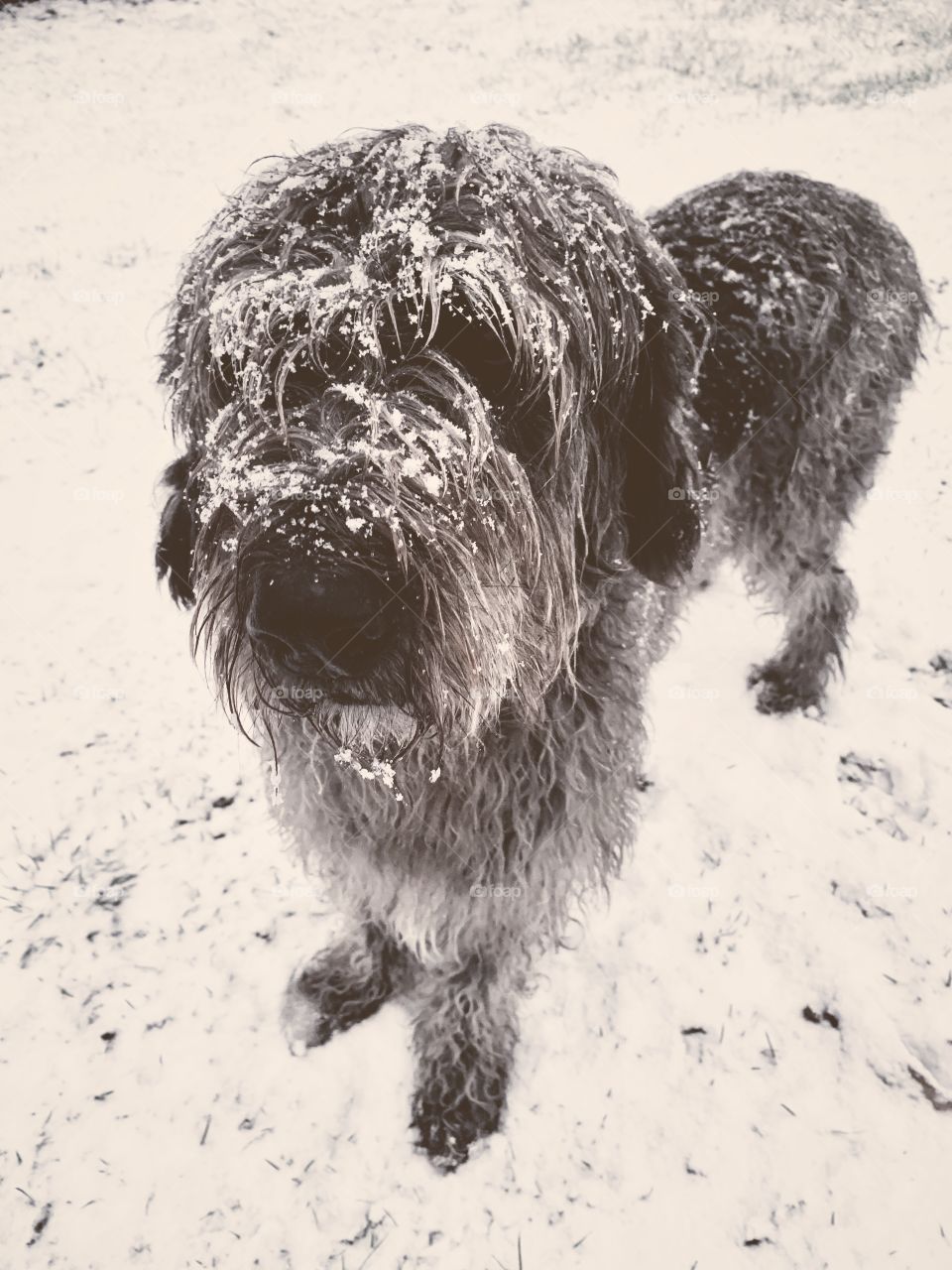 Snowdog 