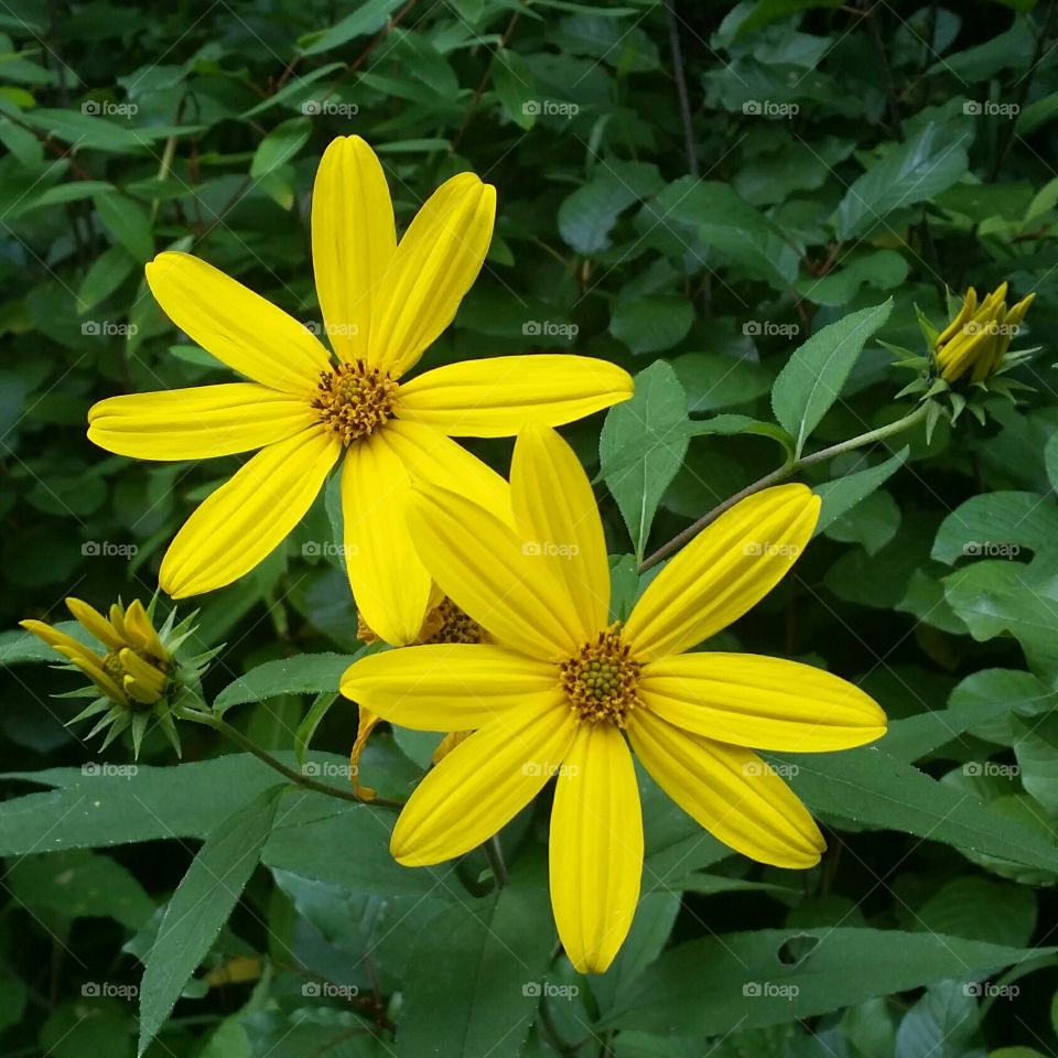 Yellow flowers