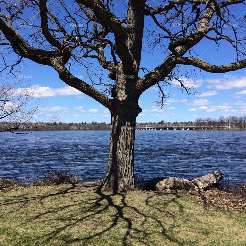 Shadow of trees on grassy land