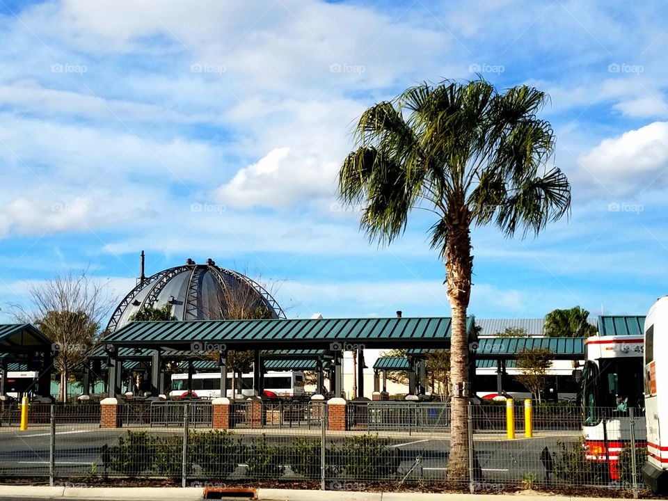 Disney Transportation buses lined up at Disney Springs