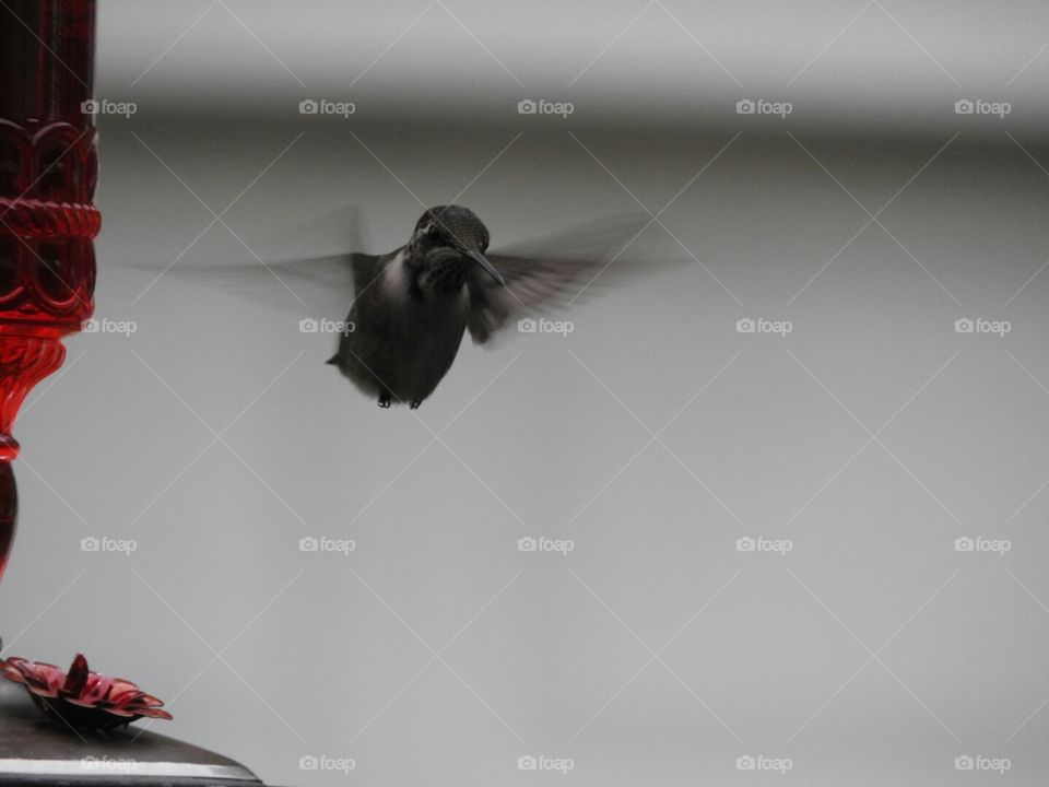 Hummingbird in Flight