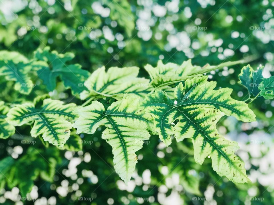 Colorful shaded leaves in the park 