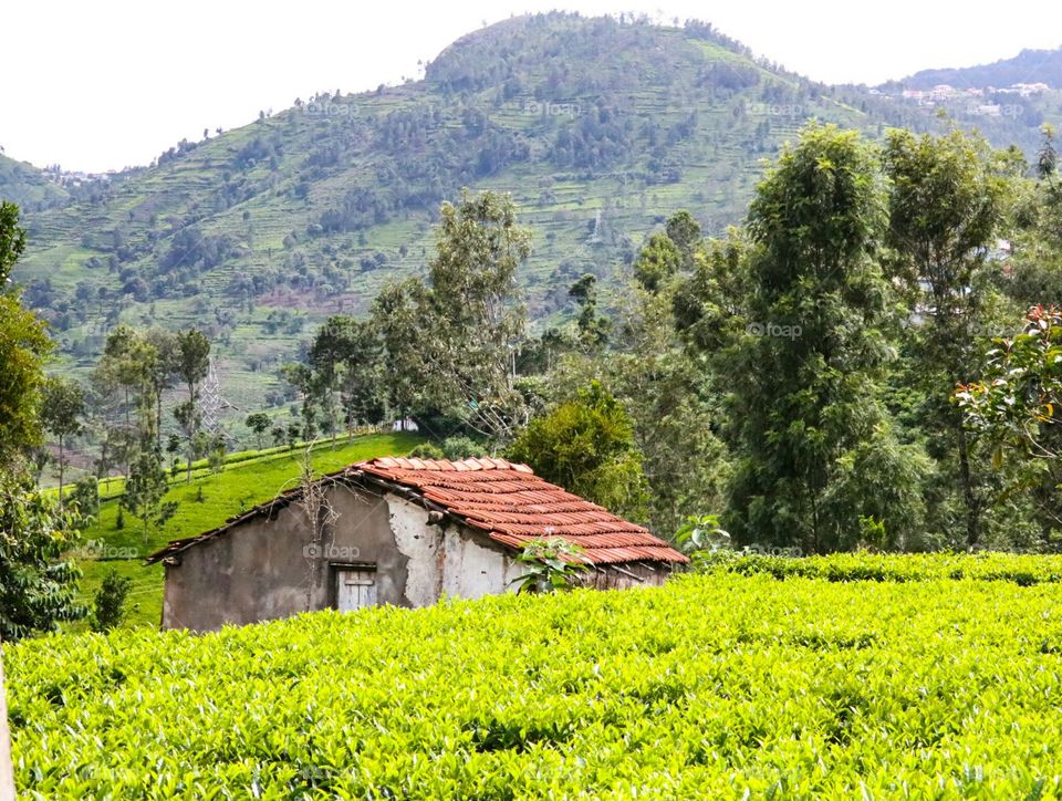 beautiful view nature