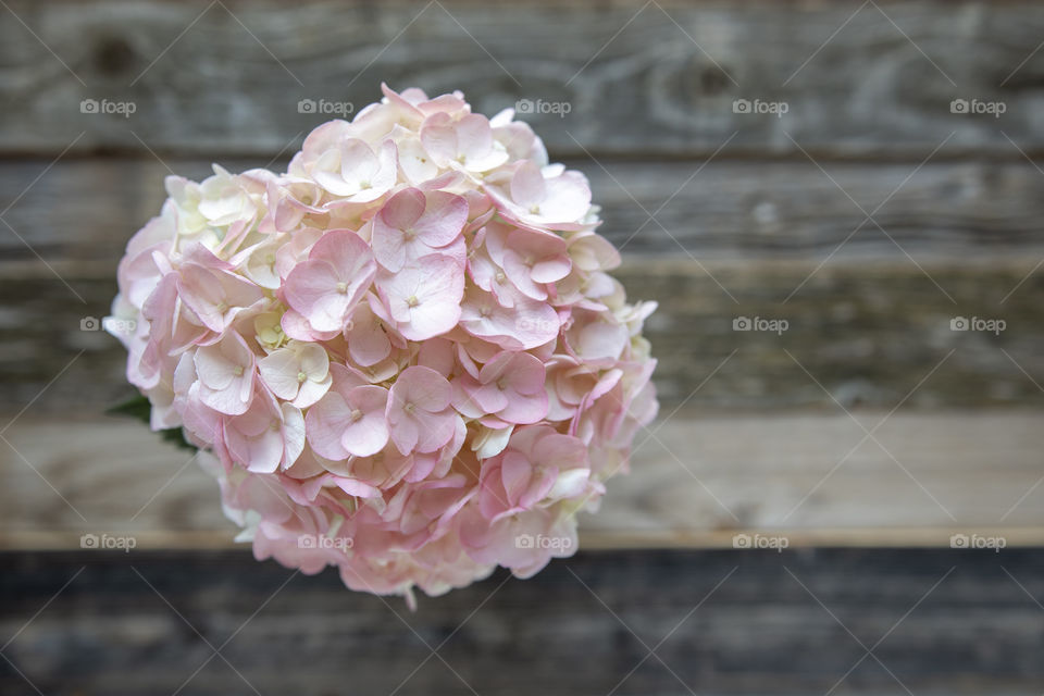 Pink Hydrangeas on a rustic wooden backdrop 