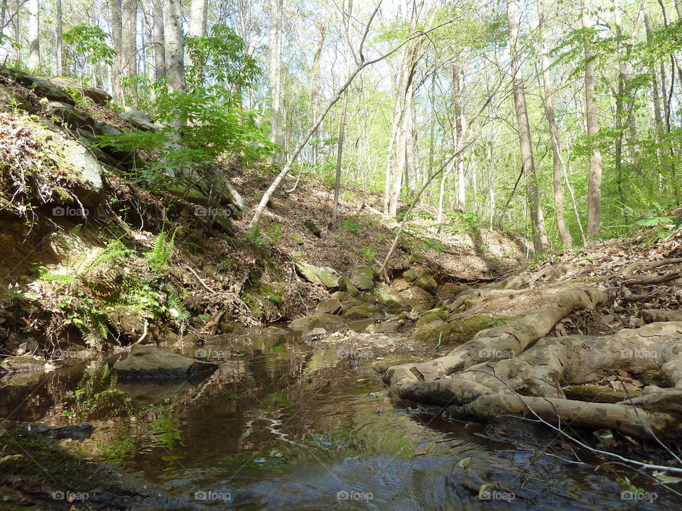 Mountain stream.  Mountain stream and trees