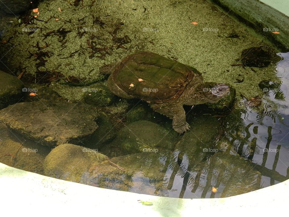 Turtle walking in the water 